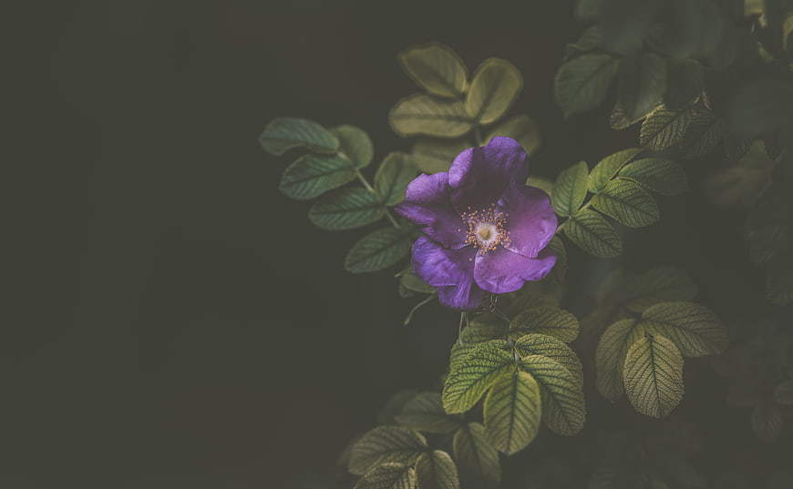 Purple wild rose bloom with green leaves on dark background