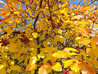 Vibrant yellow autumn leaves and red berries against blue sky