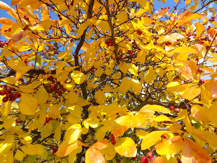 Vibrant yellow autumn leaves and red berries against blue sky