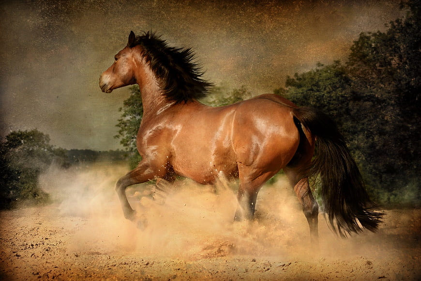 Brown Stallion Galloping Through Dusty Field