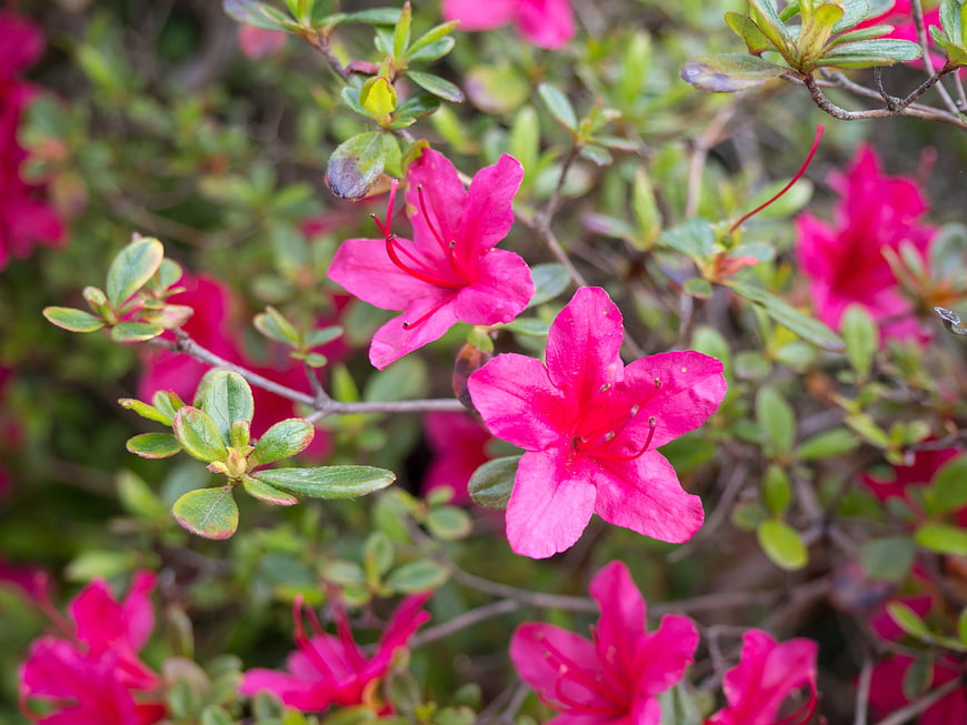 Vibrant Pink Azalea Flowers in Spring Bloom
