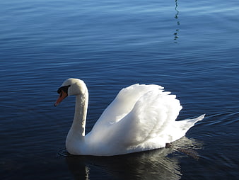 White Swan Swimming on Calm Blue Water