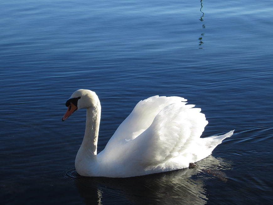 White Swan Swimming on Calm Blue Water