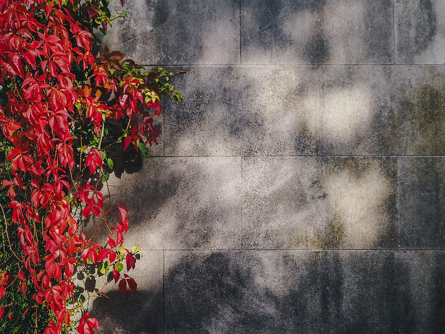 Red autumn leaves on textured concrete wall with shadows