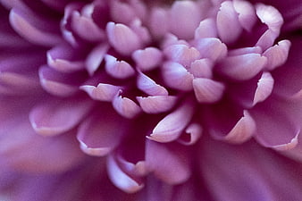 Macro Close-Up of Purple Chrysanthemum Petals