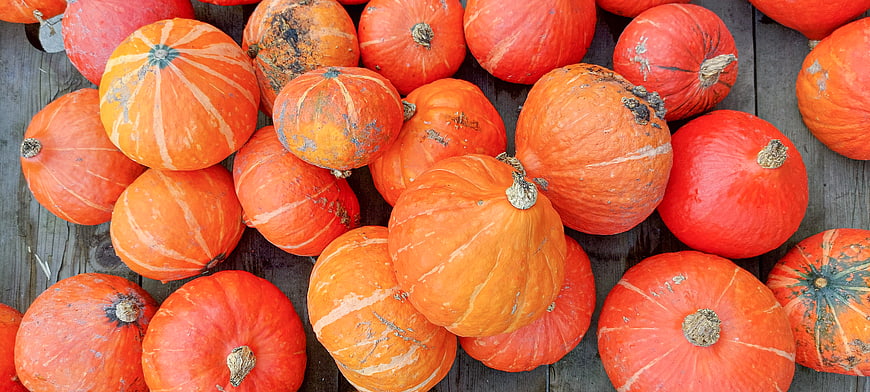 Top view of fresh orange pumpkins on rustic wooden background
