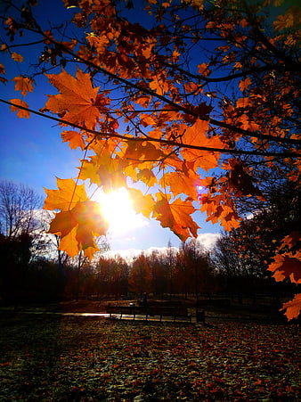 Sunlit orange maple leaves against blue sky in autumn park