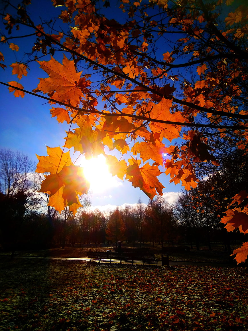 Sunlit orange maple leaves against blue sky in autumn park