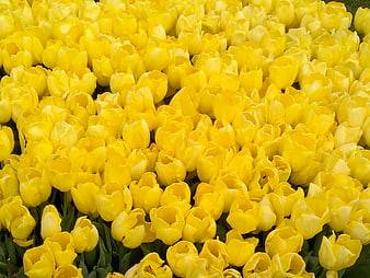 Vibrant Field of Yellow Tulips in Full Bloom