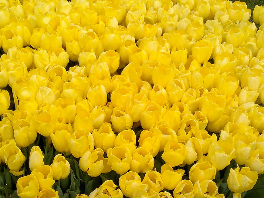 Vibrant Field of Yellow Tulips in Full Bloom