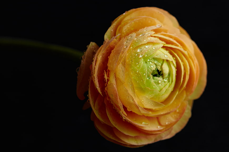 Close-up of Orange Ranunculus Flower with Water Droplets on Black Background