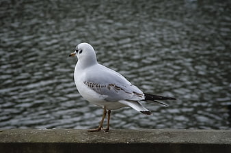 White seagull standing on concrete ledge by water