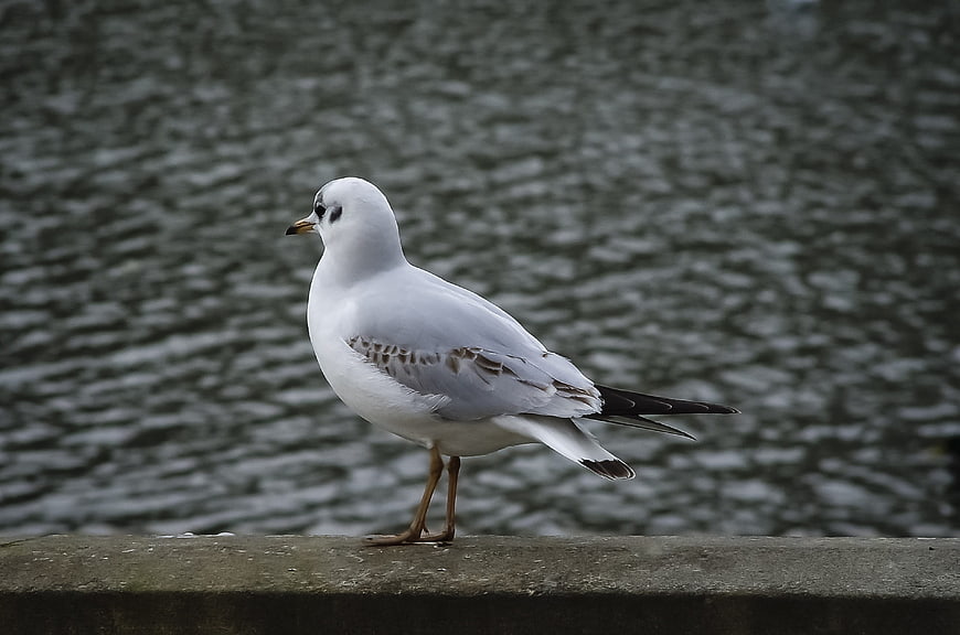 White seagull standing on concrete ledge by water