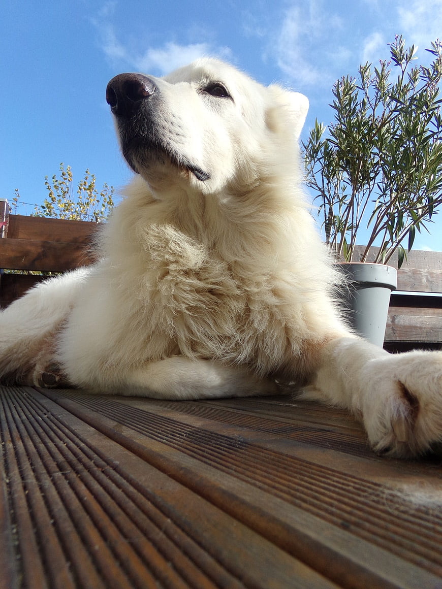 White Swiss Shepherd Dog Lying on Wooden Deck