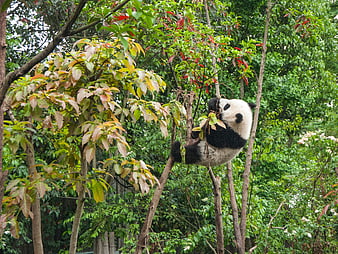 Giant Panda Climbing Tree in Lush Green Forest