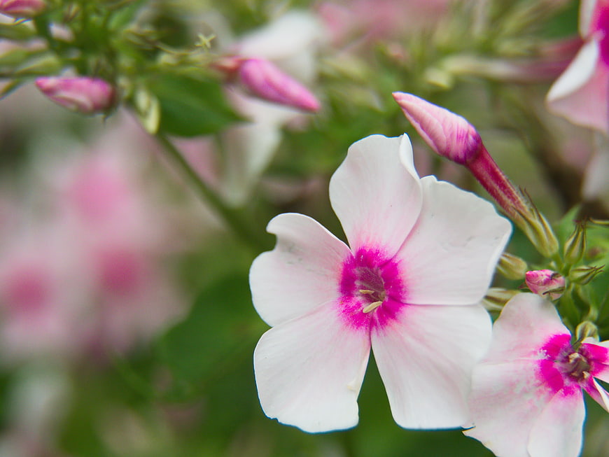 Close-up of Pink and White Phlox Flower in Bloom