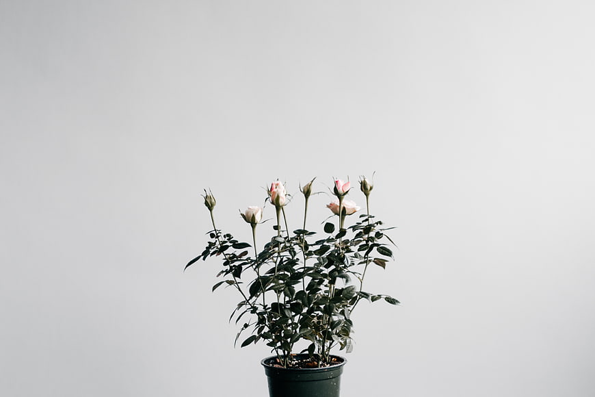 Potted Rose Plant with Blooms on White Background