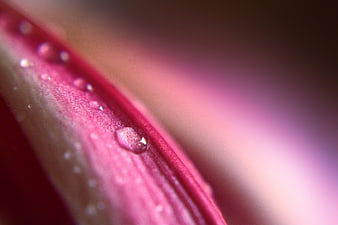 Macro shot of water droplets on a pink flower petal