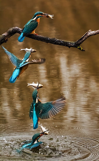 Kingfisher Bird Fishing Sequence with Fish in Beak