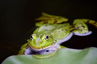 Close-up of a green frog swimming in dark pond water