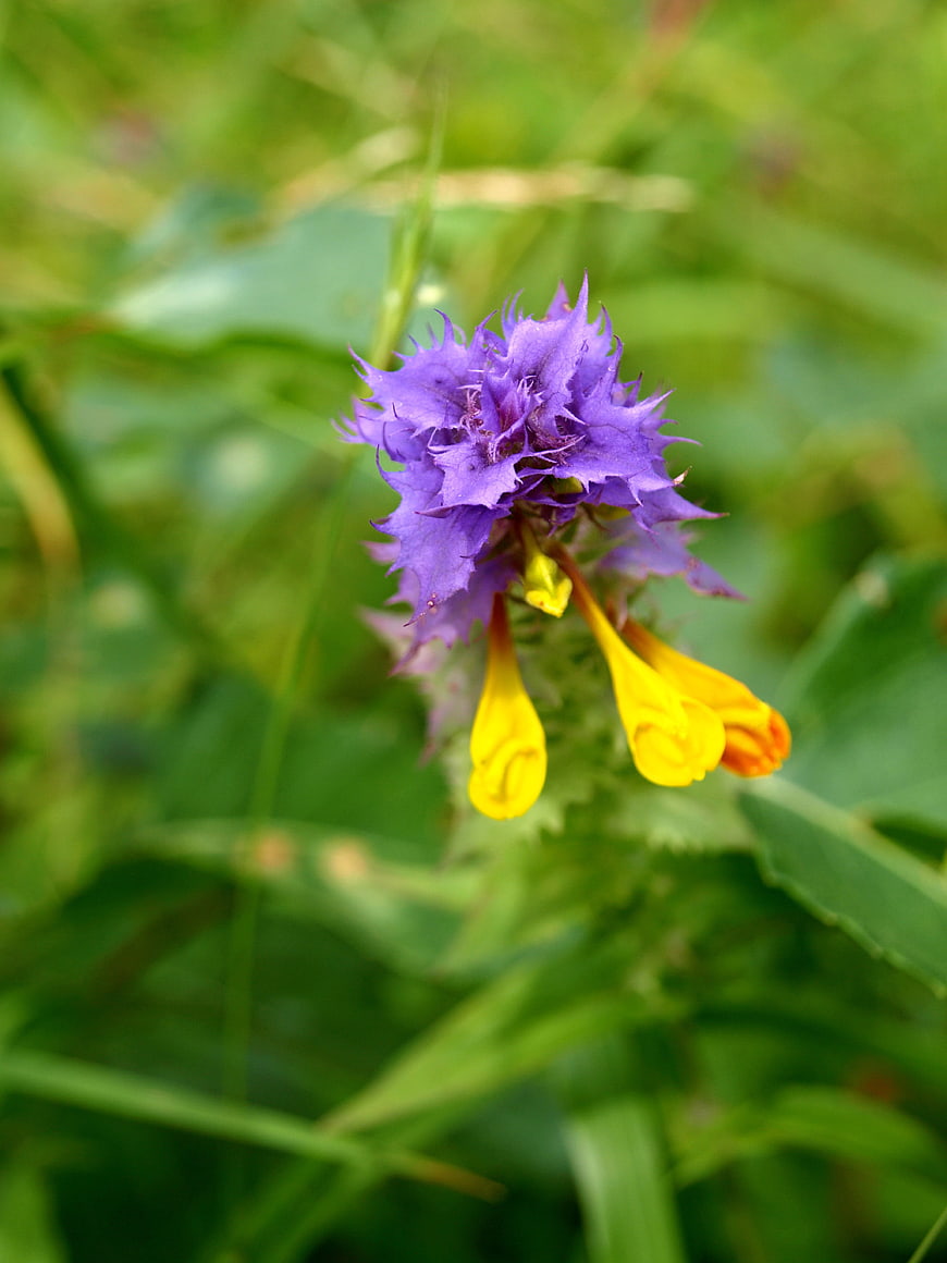 Close-up of Purple and Yellow Wildflower in Green Meadow
