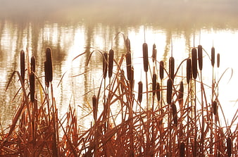 Golden Cattails Silhouetted Against Misty Lake Reflections