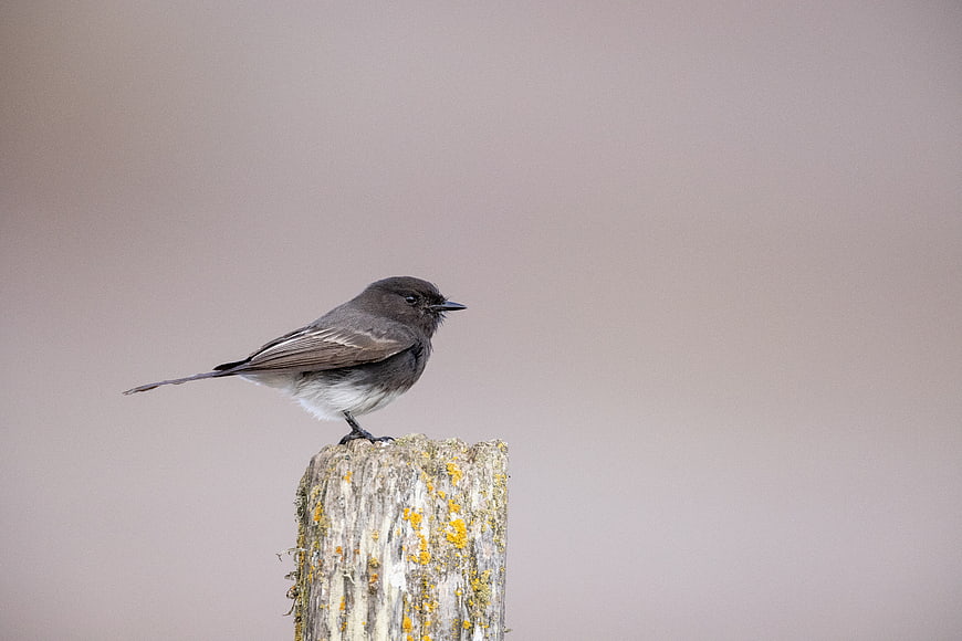 Eastern Phoebe Bird Perched on Weathered Wooden Post