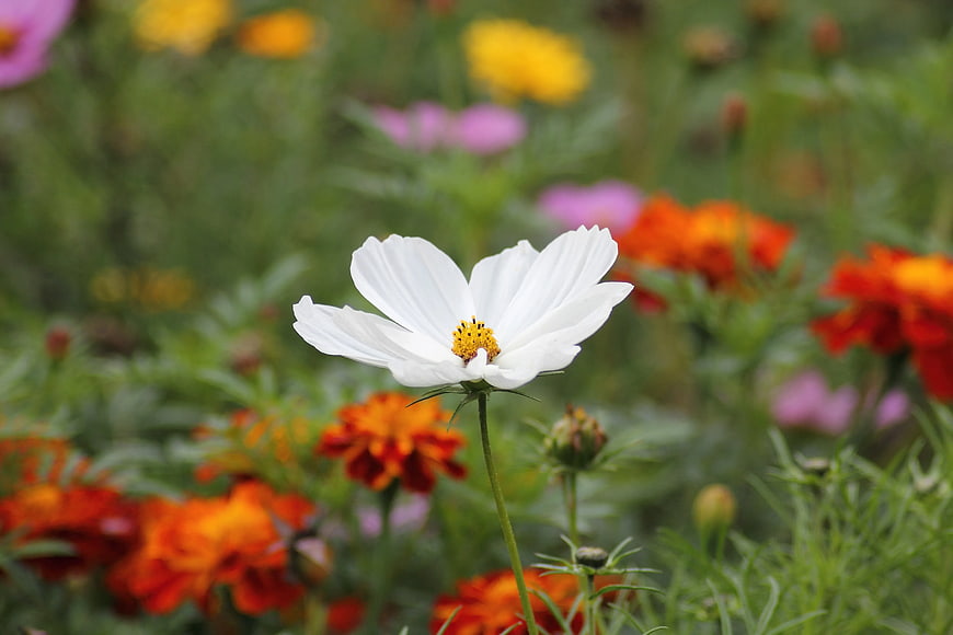 White Cosmos Flower in Colorful Garden