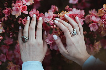 Woman's Hands with Rings Touching Pink Azalea Flowers