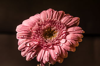 Pink gerbera daisy macro with water droplets on dark background
