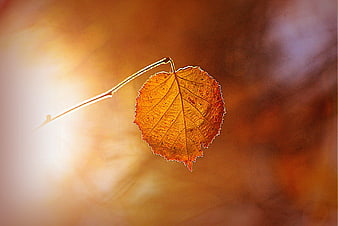 Backlit Autumn Leaf on Twig with Warm Hazy Background