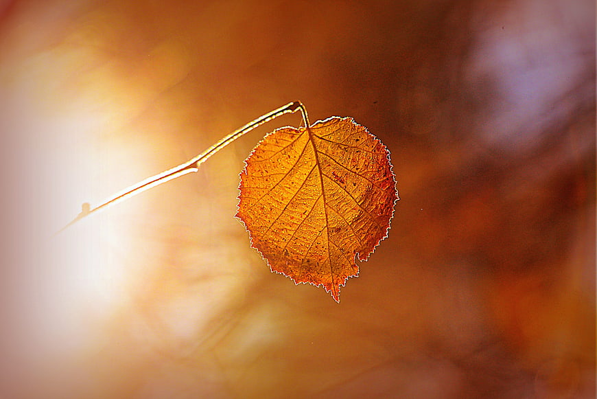Backlit Autumn Leaf on Twig with Warm Hazy Background