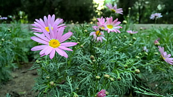 Pink Chrysanthemum Flowers in Garden