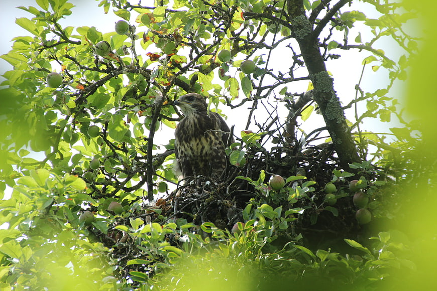 Wild Hawk Perched in Nest Among Green Apple Tree Branches