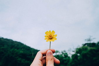 Hand holding yellow flower against blurred green nature background