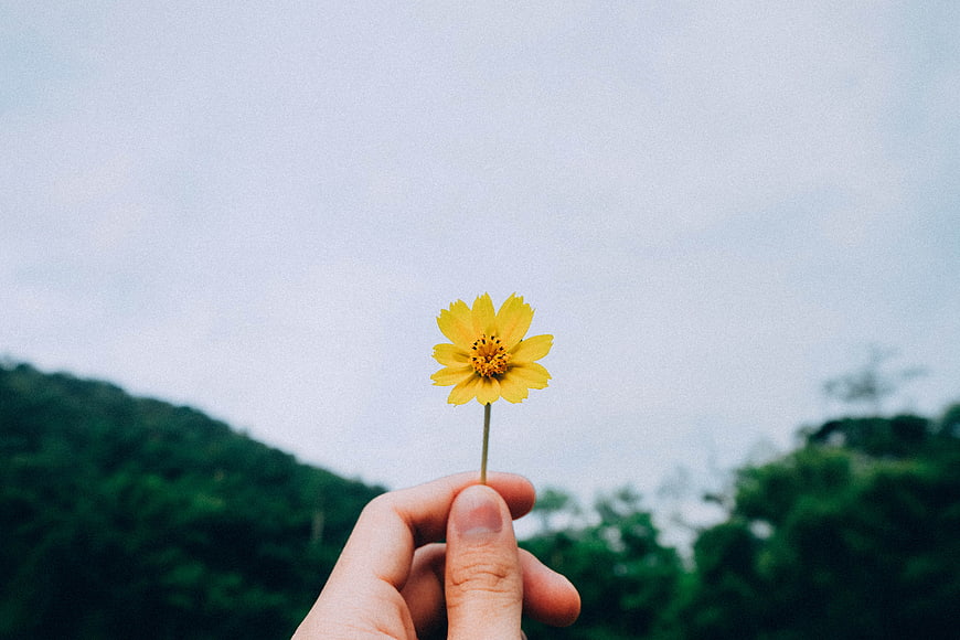 Hand holding yellow flower against blurred green nature background