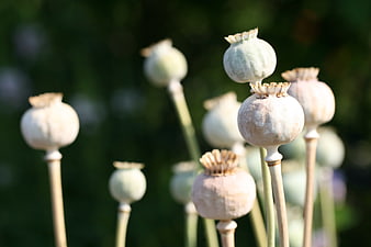 Close-up of dried poppy seed pods in a garden