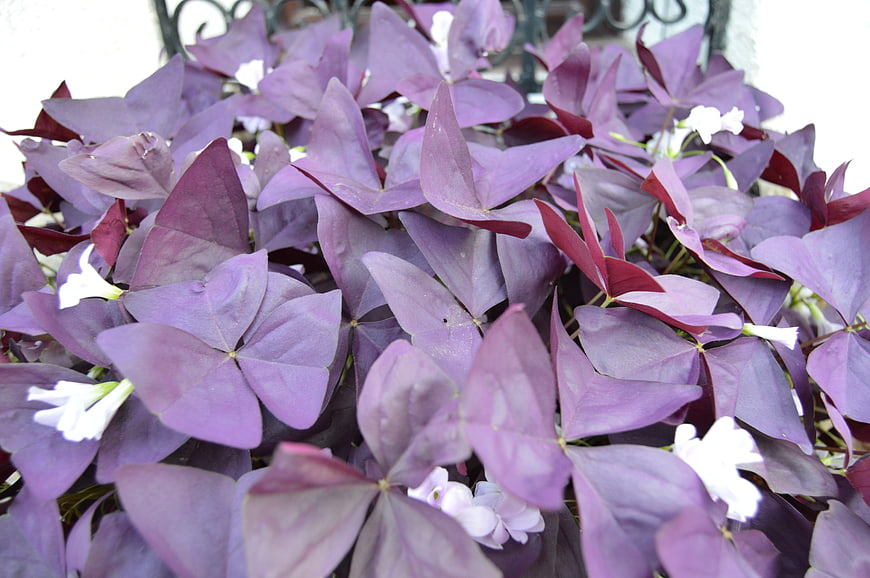 Close-up of Purple Shamrock Plant with White Flowers