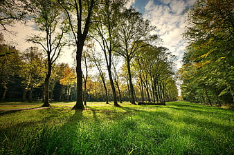 Sunlit Autumn Trees in a Green Park Landscape