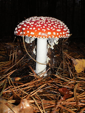 Red Fly Agaric Mushroom with White Spots in Pine Forest
