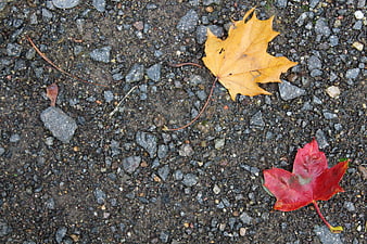 Fallen autumn maple leaves on gravel ground