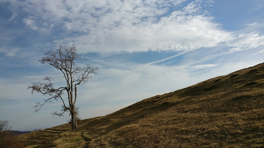 Lone bare tree on grassy hill under blue sky