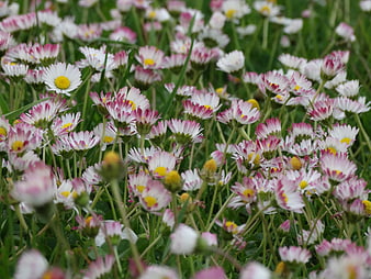 Field of Pink and White Daisies in Green Grass