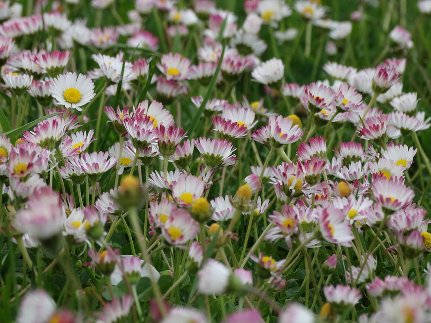 Field of Pink and White Daisies in Green Grass