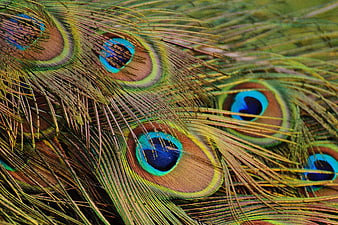 Close-up of vibrant peacock feathers with iridescent blue and green patterns