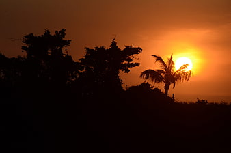 Silhouette of palm tree against vibrant orange sunset sky