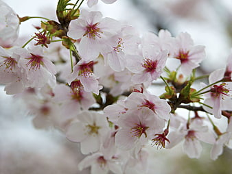 Close-up of Pink Cherry Blossoms with Raindrops