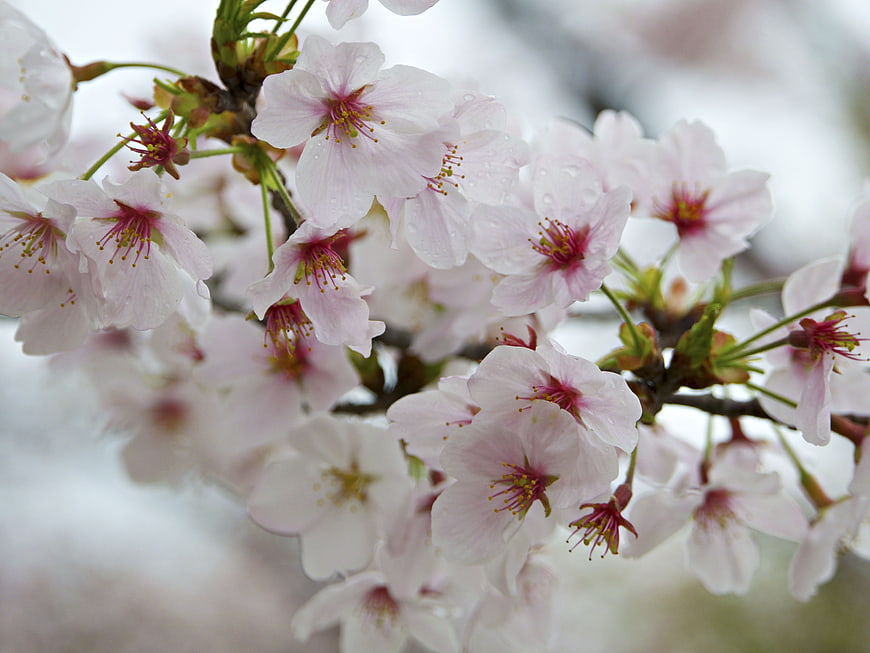 Close-up of Pink Cherry Blossoms with Raindrops