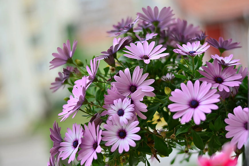 Vibrant Purple Osteospermum Flowers in Bloom