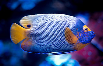 Close-up of a vibrant blue and yellow Emperor Angelfish